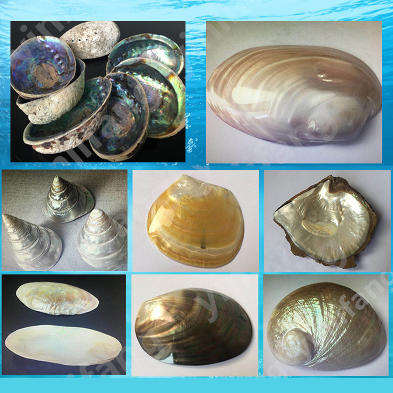 Abalone Sheet Paper for Musica – Musical Instrument Jewelry recenzja i cena